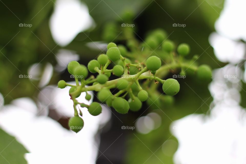 Nature, Leaf, Flora, Tree, Garden