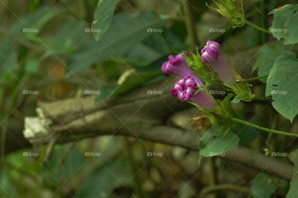 Three pink flowers