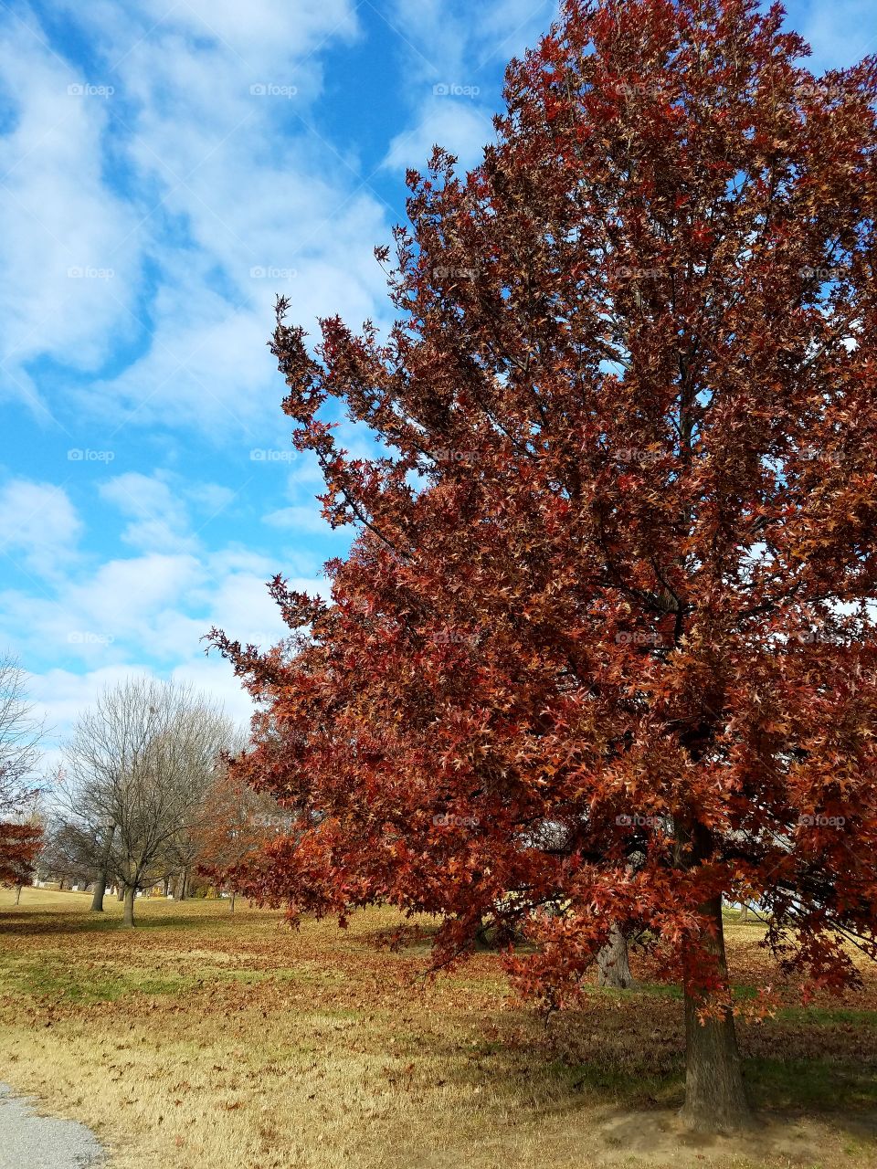 Tree in a park in Baltimore