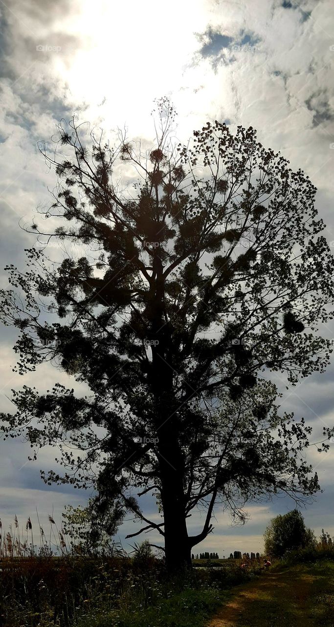 a lonely tree in the countryside