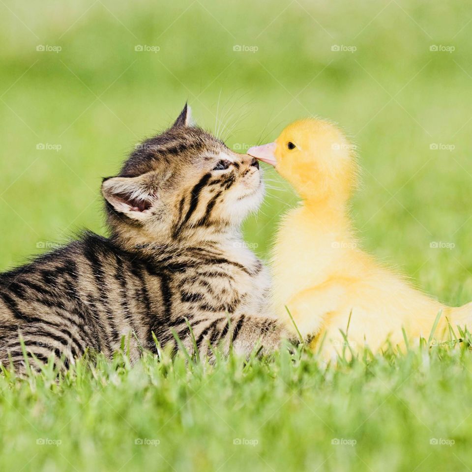 Cat and Duckling (Getty Images) ❤️