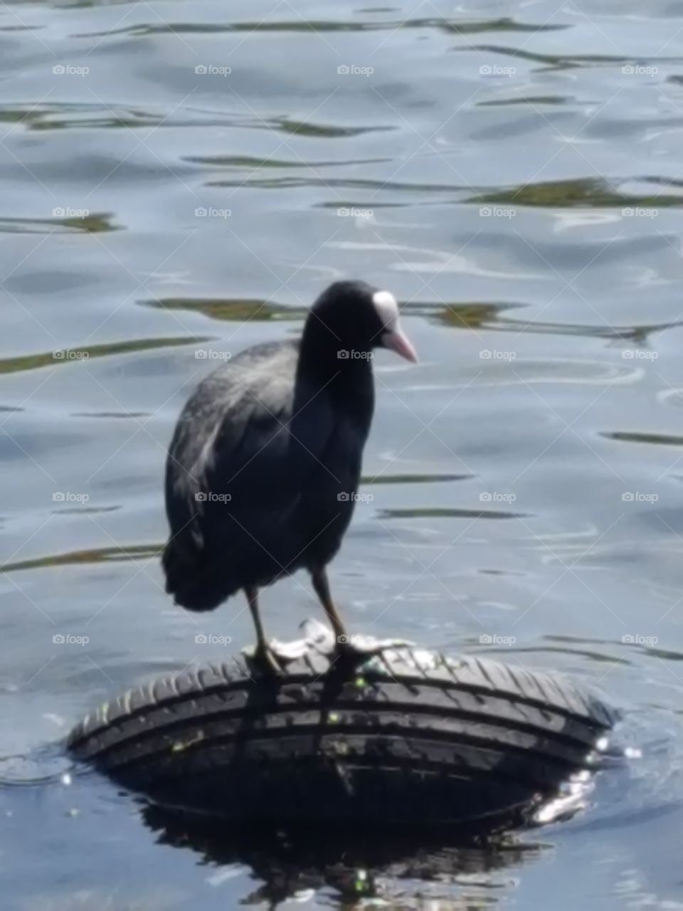 water bird