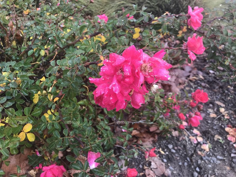 A beautiful flower patch of pink roses on display in the garden in the woods on a cool winters day located in America, USA 