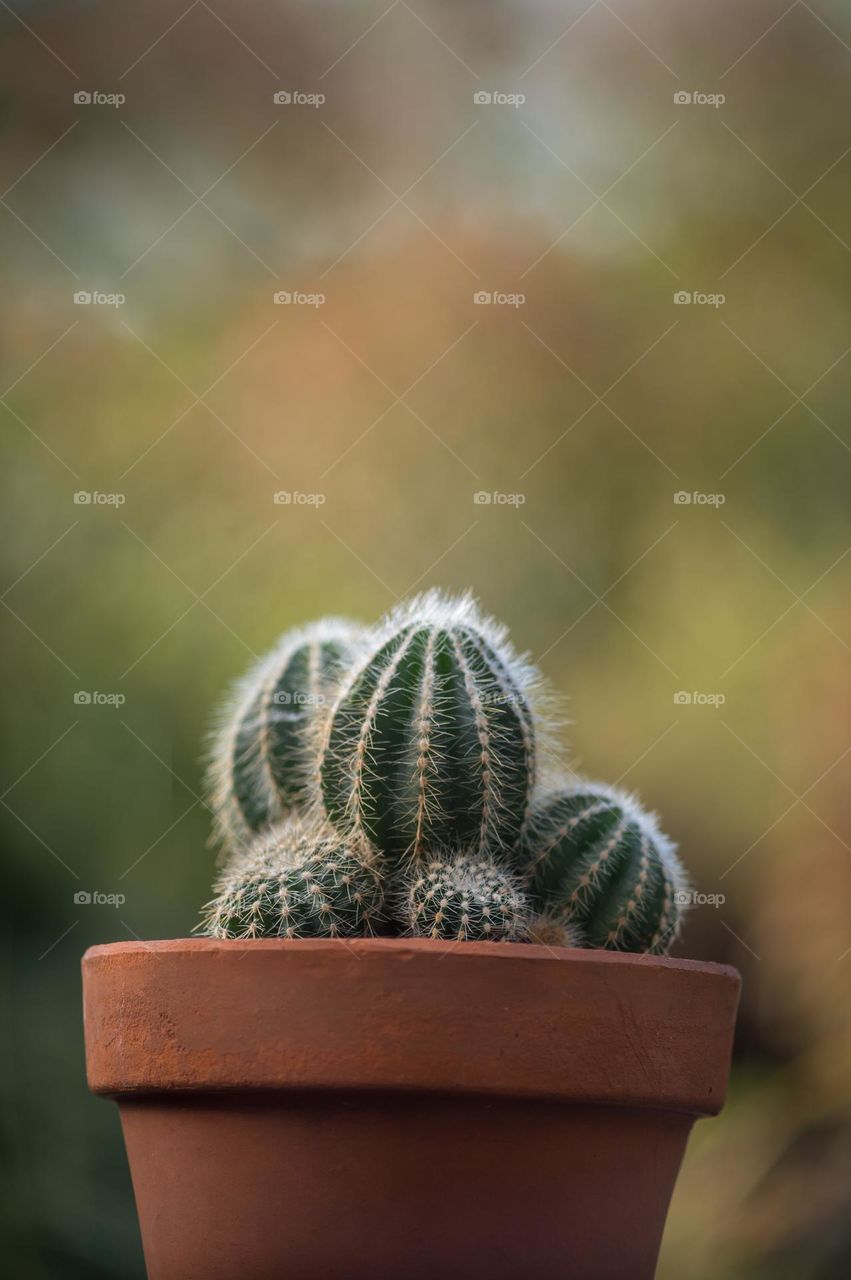 Cactus, nature, plant, soft