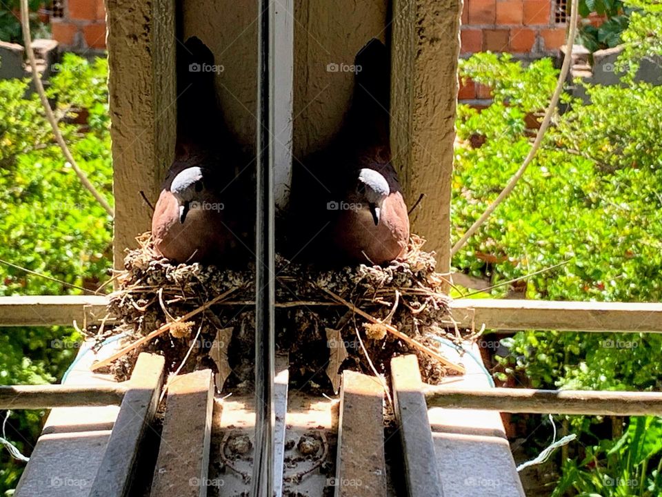 Bird's nest on the house window