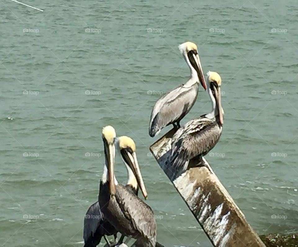 Florida Pelicans 