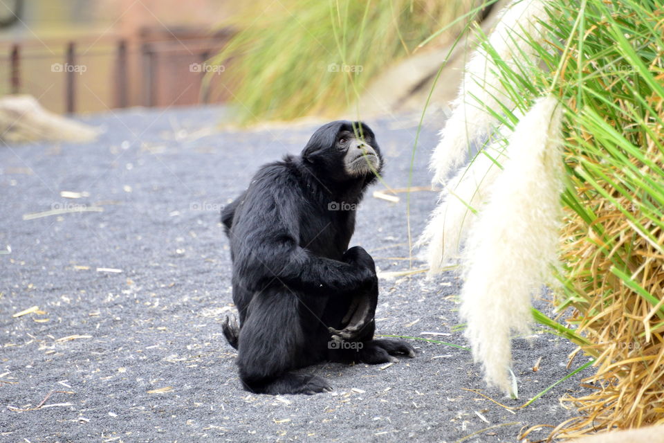 Close-up of siamang