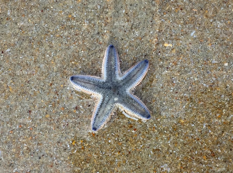 Star fish