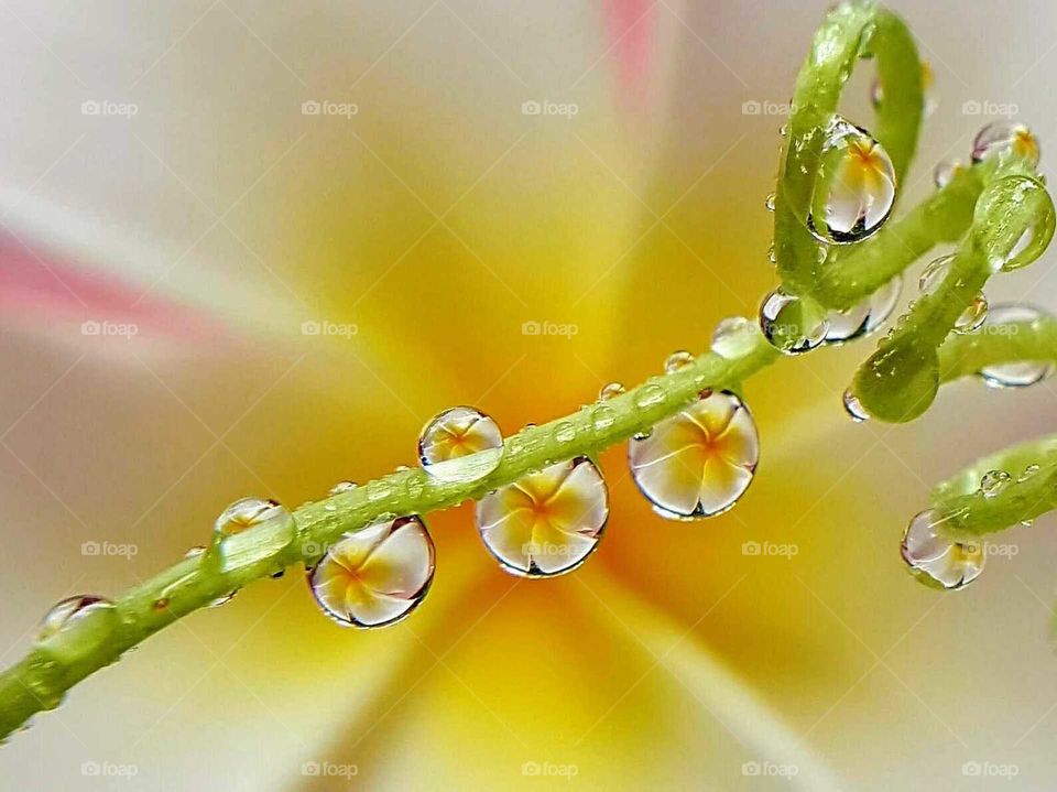 Plumeria flower in water droplets.