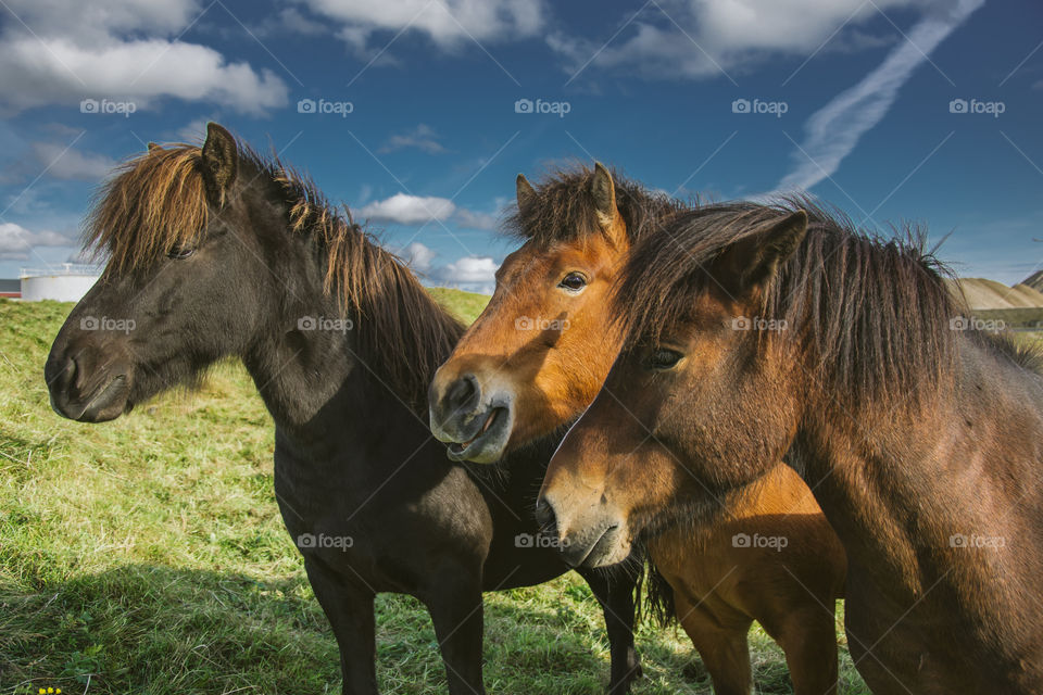 Icelandic Horse or as some say Pony