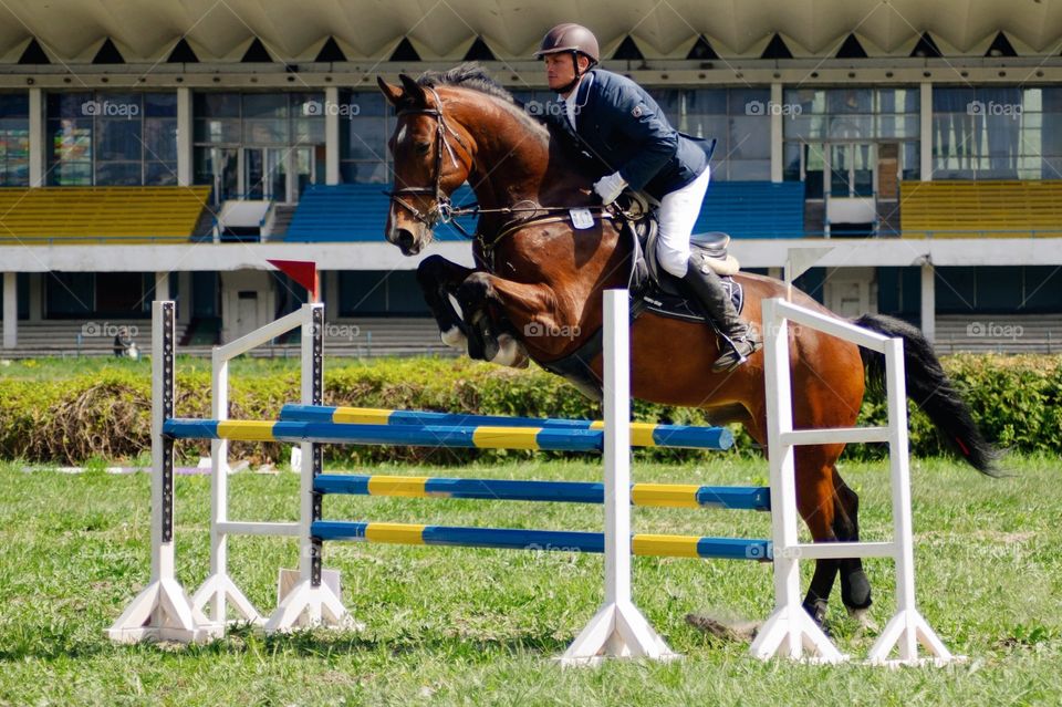 Male jockey with horse jumping over hurdle