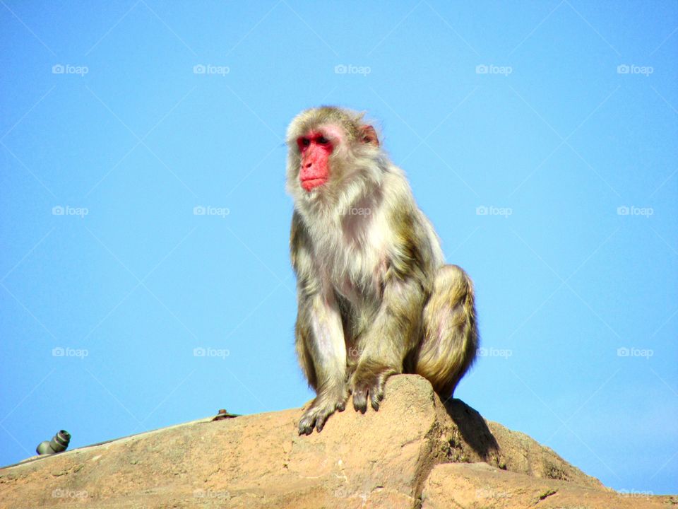 Monkey on a Rock. Red faced monkey sitting on a rock.