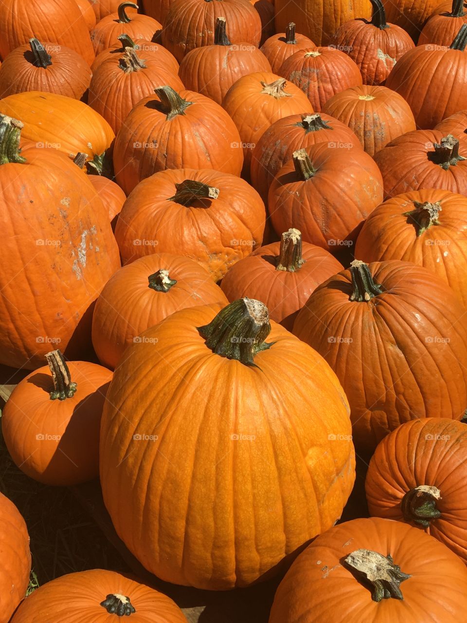 Fresh pumpkin