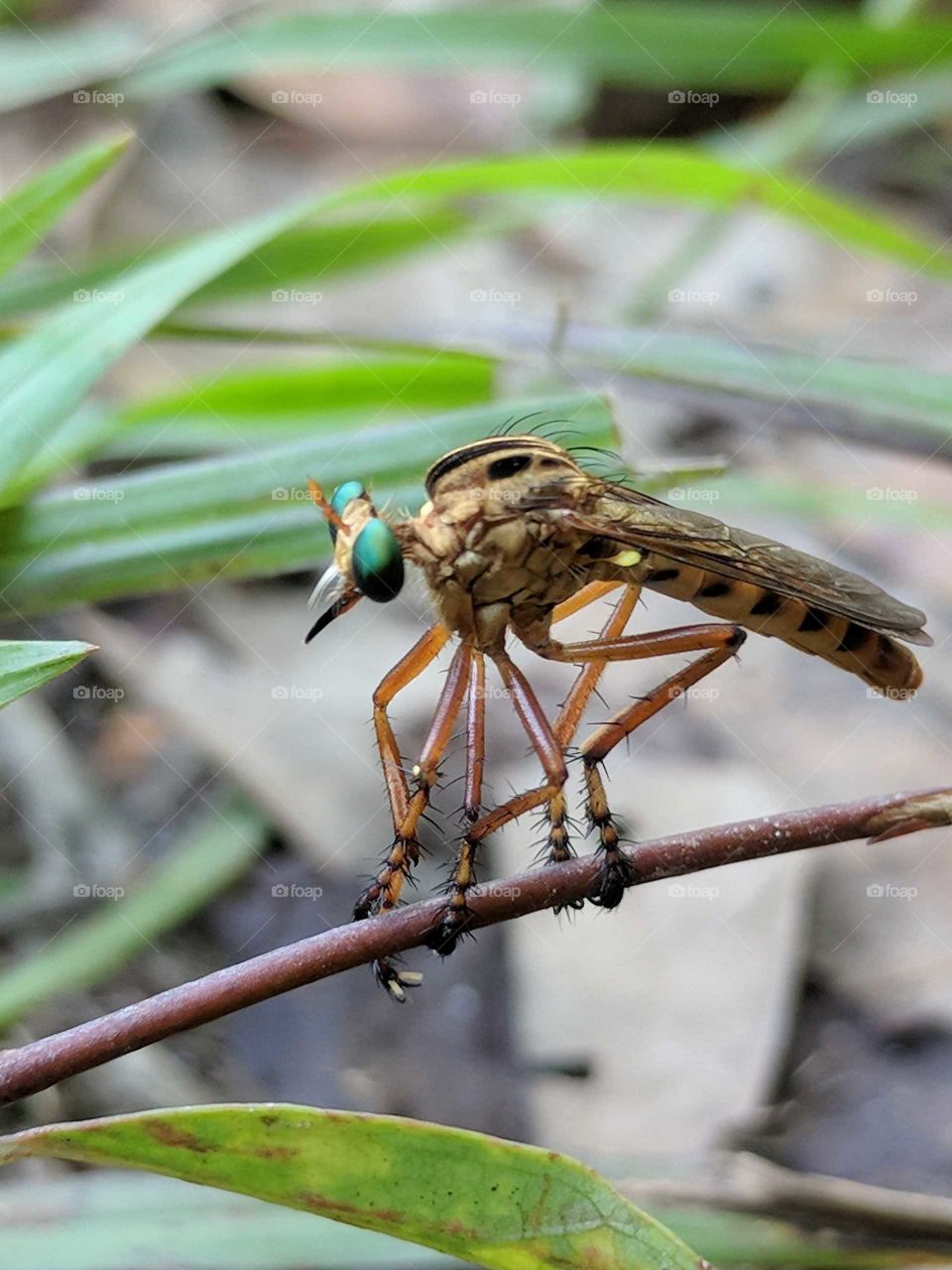 Robberfly