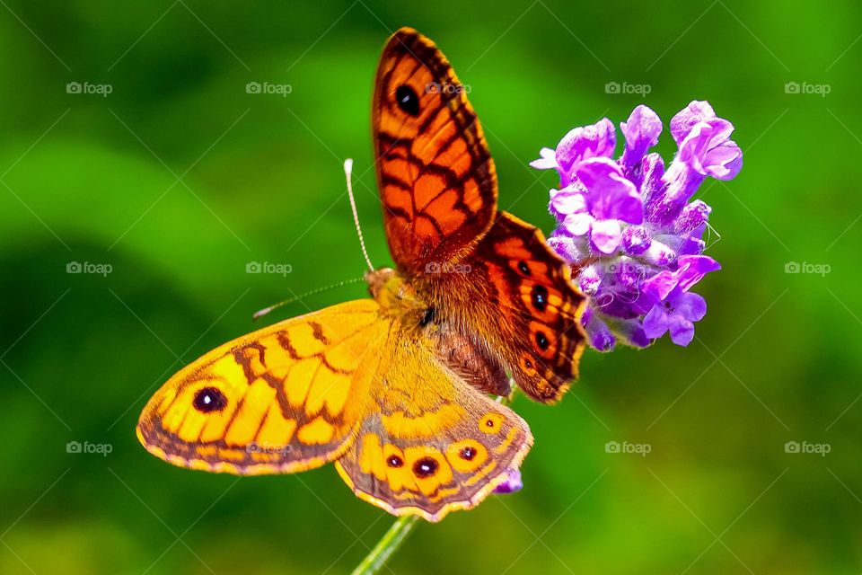 A butterfly at the flower
