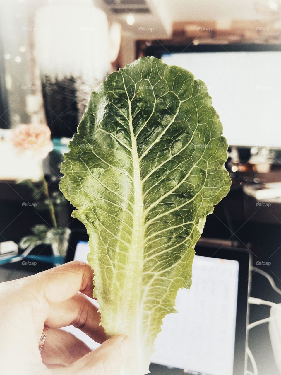 The photo of Chinese cabbage leaves looks unusual.