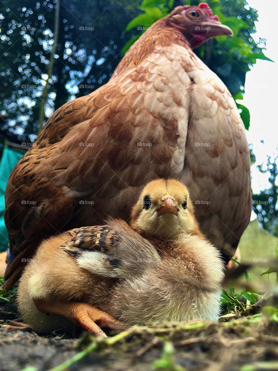 Beautiful perspective. Chicken and hen