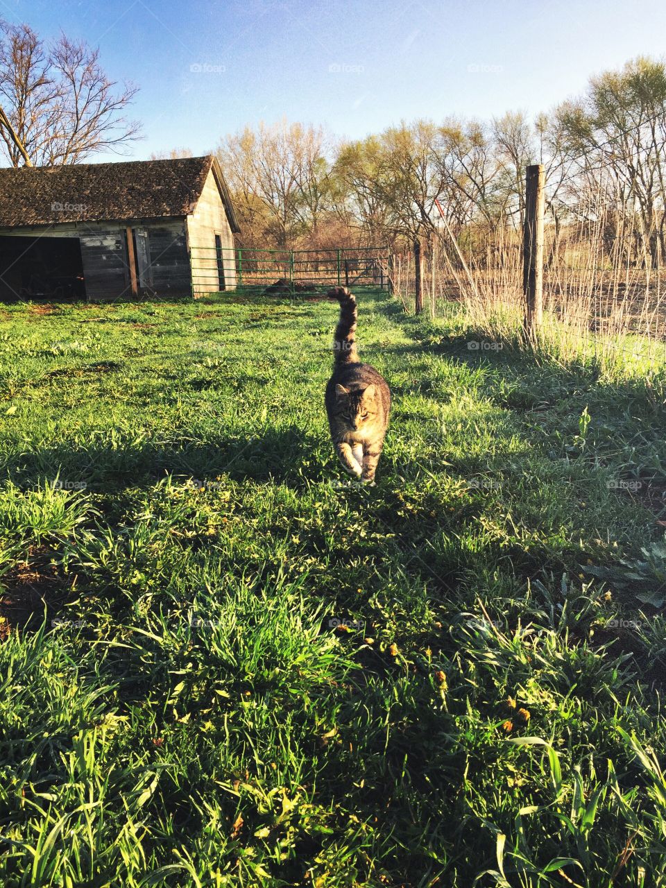 Cat walking in grass