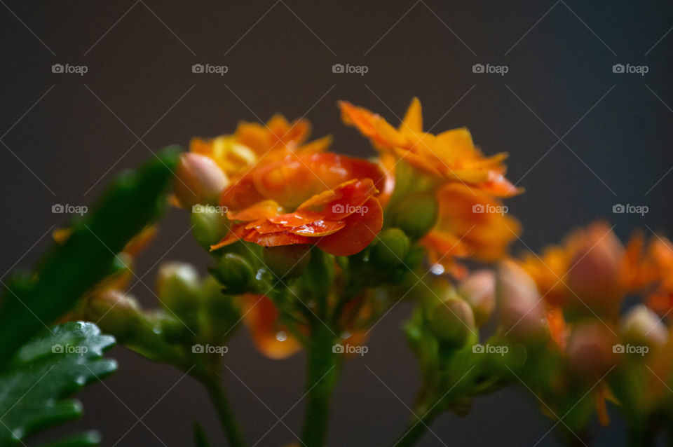 spectacular orange flowers