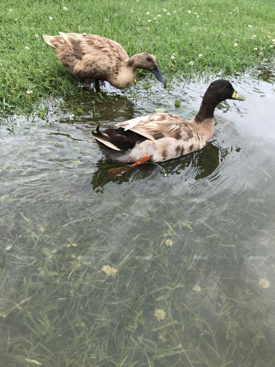 Ducks 