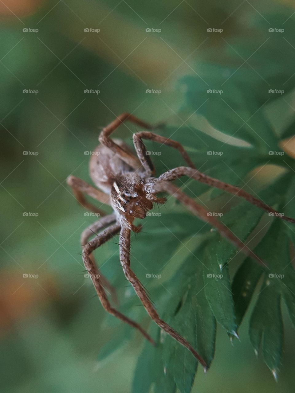 Ukrainian spider
