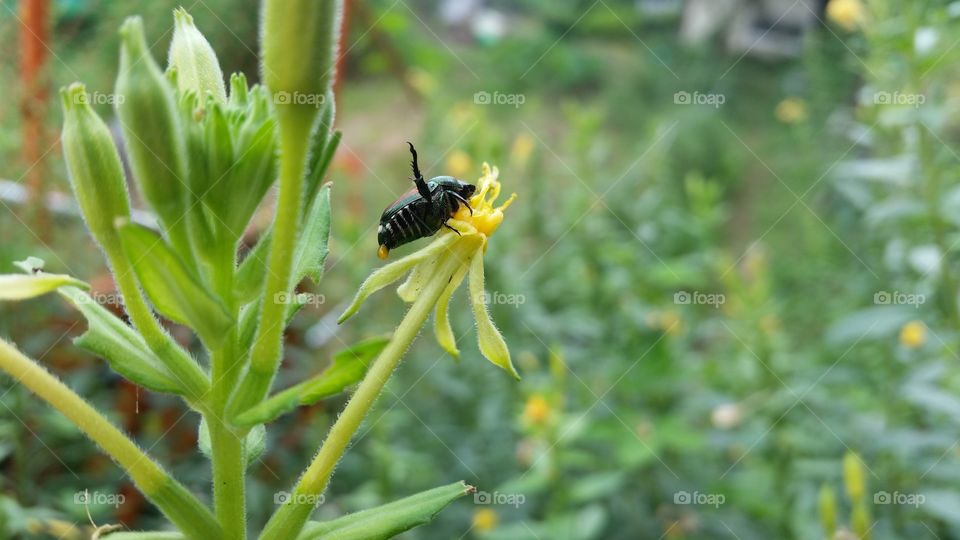 Japanese beetle