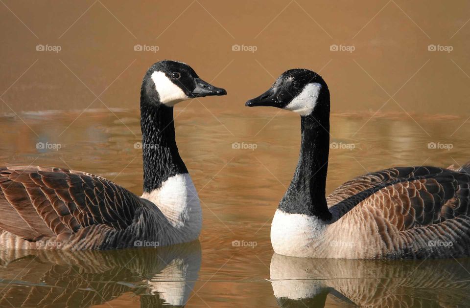 Two Canadian geese forming heart shape with necks in muddy lake.