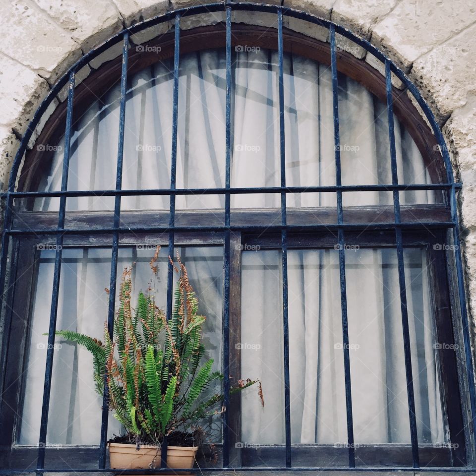 Plant in the window