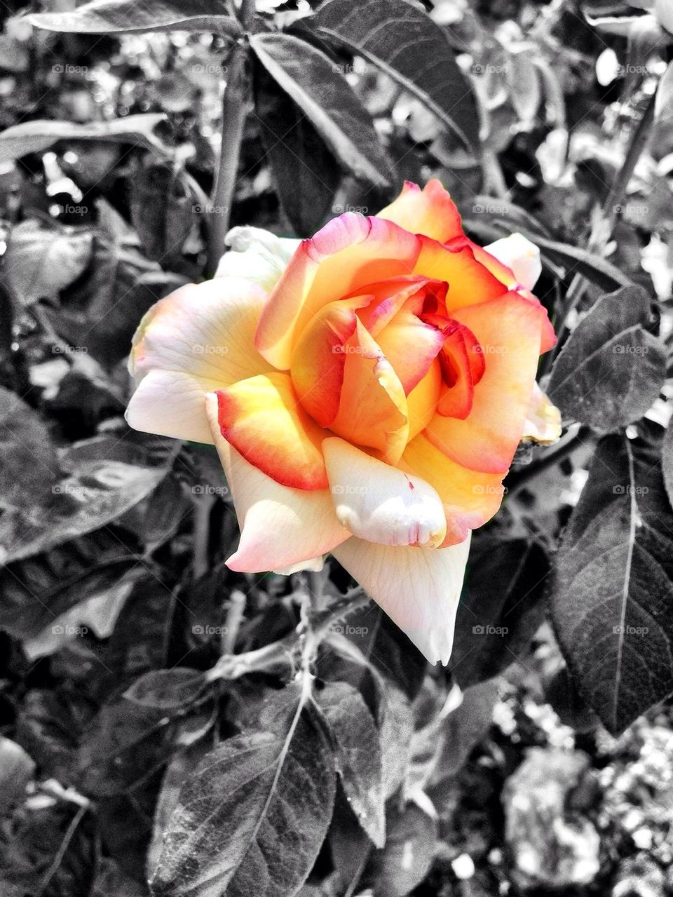 flora botanical nature flower by stephyrella