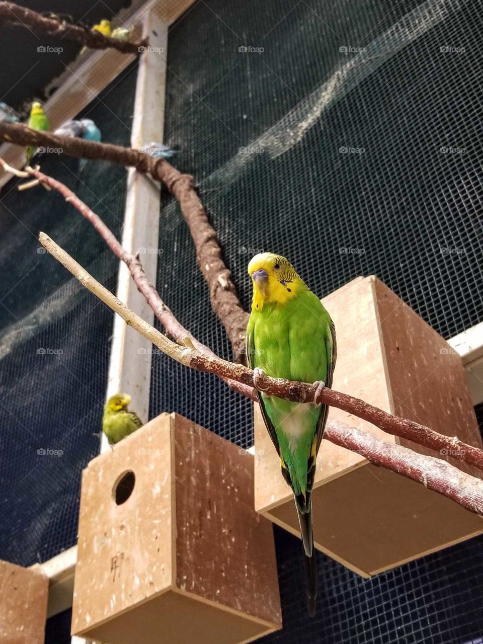A green and yellow parakeet glares from a branch indoors