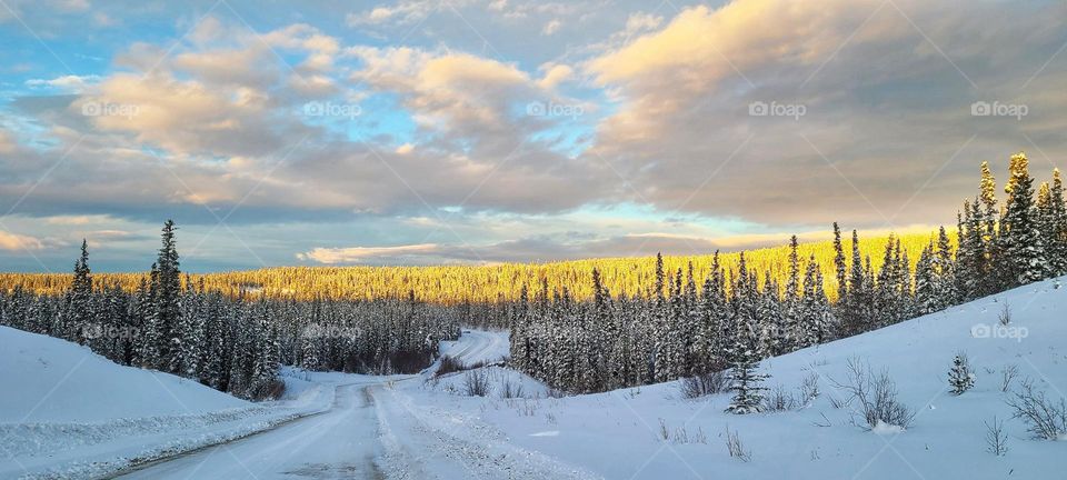 Sunshine over the wintertime forest
