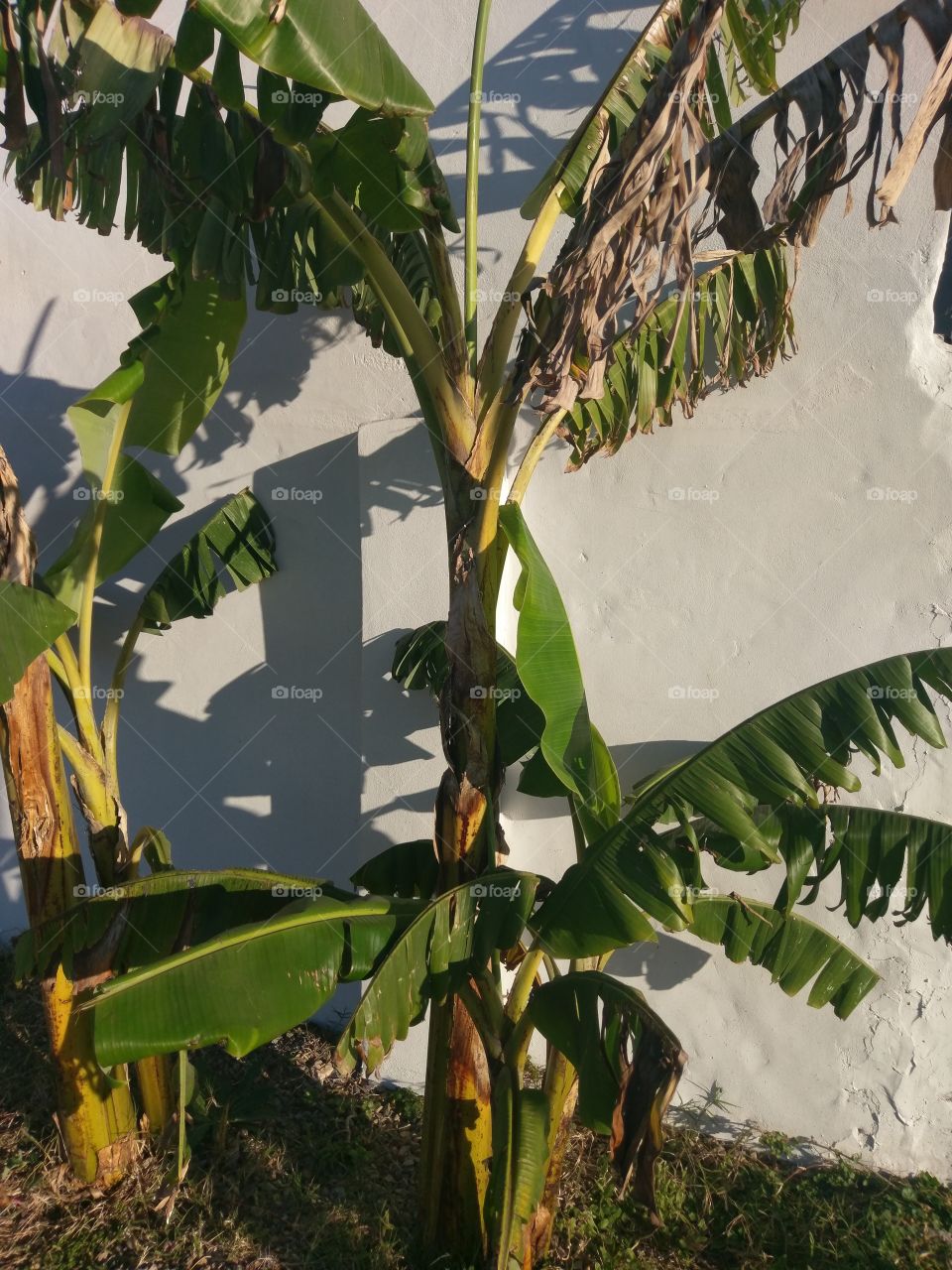 Planta de Banano.
