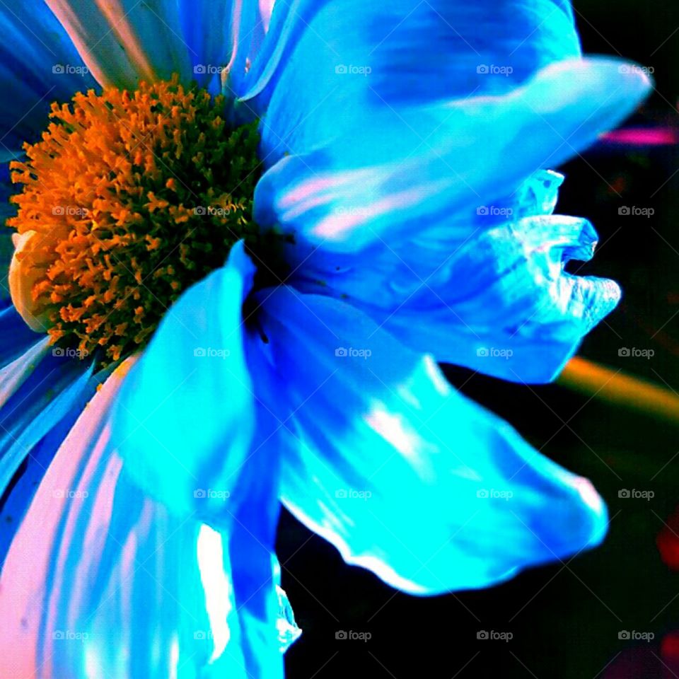 Nature, Flower, No Person, Summer, Color