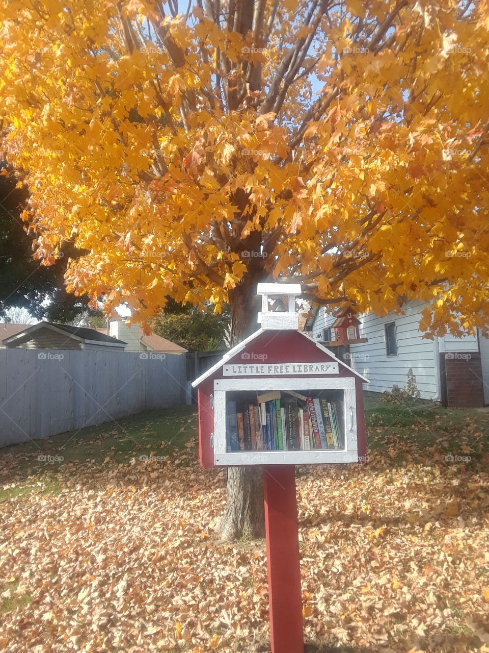 Little Free Library Schoolhouse Under Tree with Schoolhouse Birdhouse