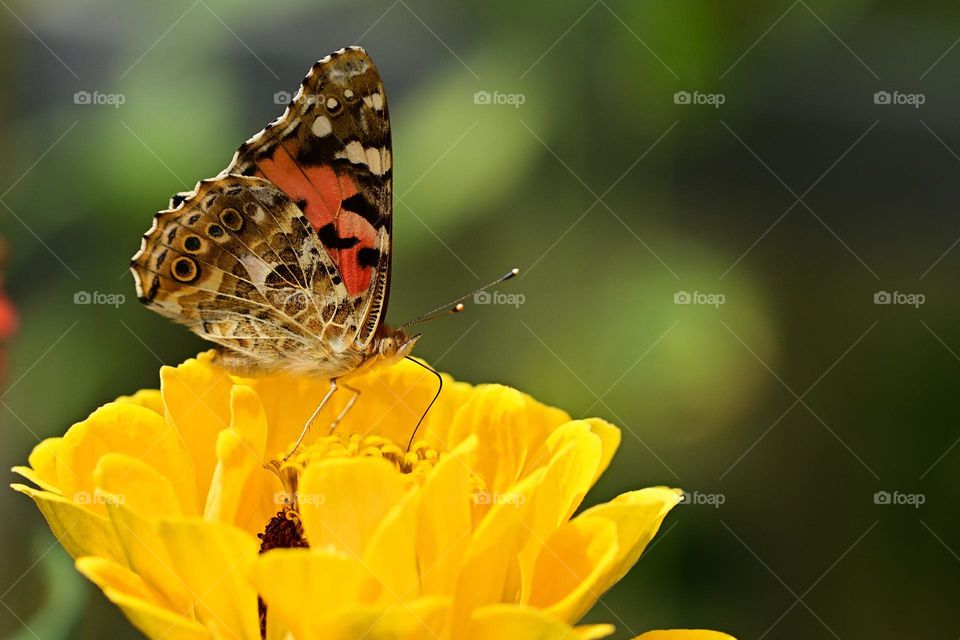 Beautiful and colourful butterfly