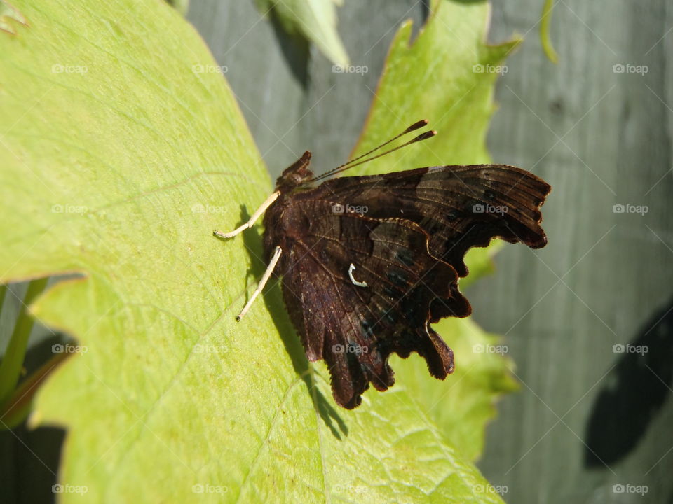 Wildlife in d backyard . In my garden (Birmingham UK)