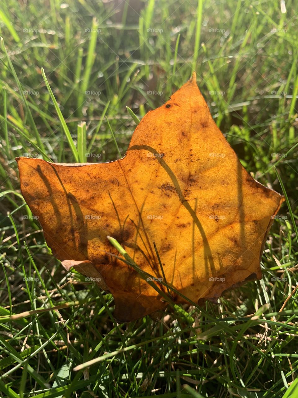 Sun catches a fallen leaf