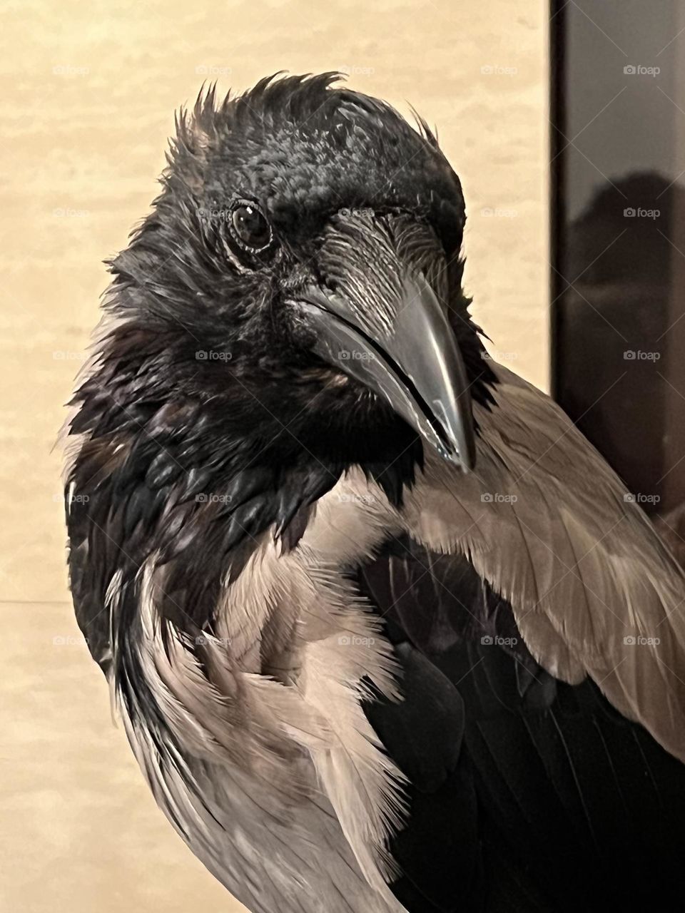 My son’s pet -Raven Cor. 
