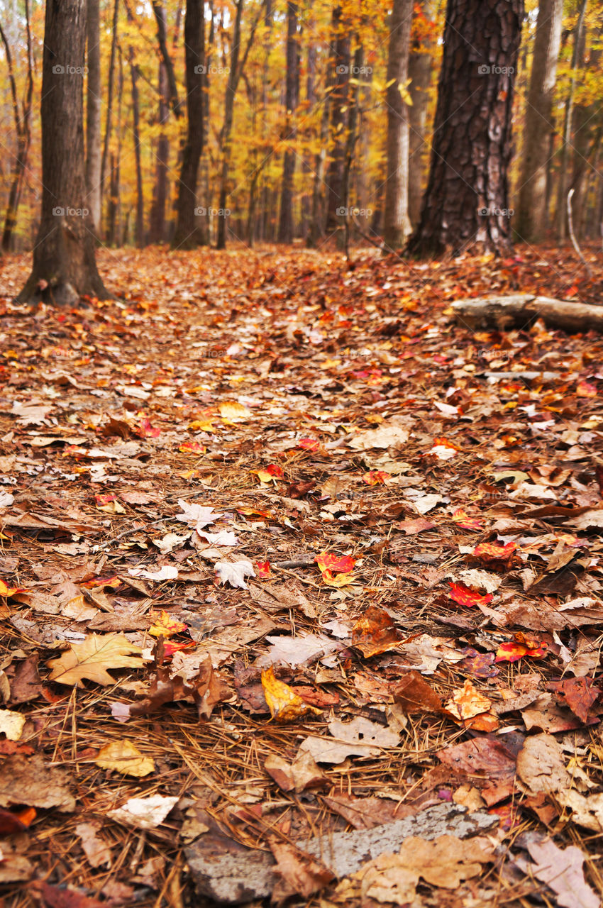 Autumn in the Woods