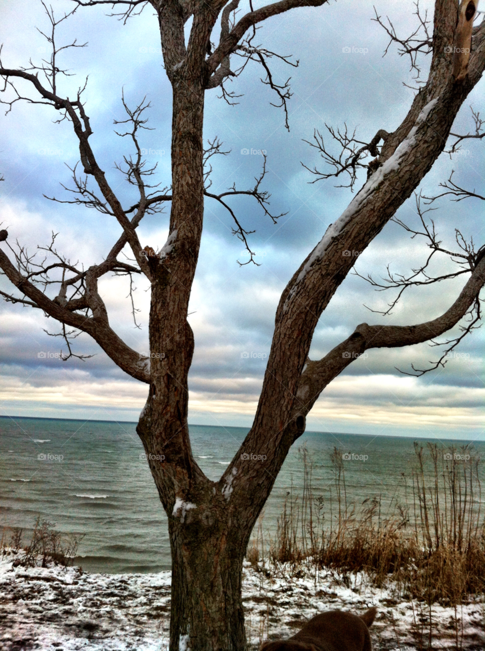 cudahy wi winter branches lake michigan by doug414