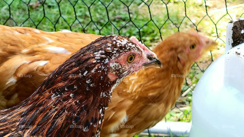 chickens in their coop