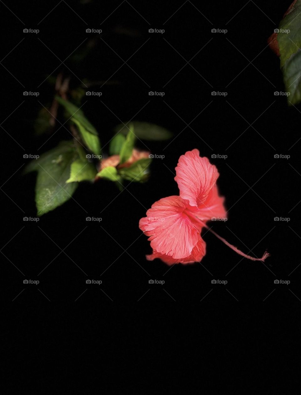 Flower photography - Red flower - Black background 