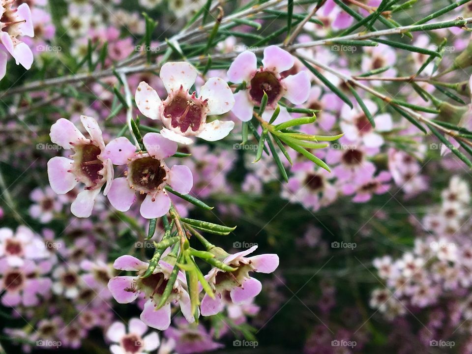 Western Australia pink wildflower called Geraldton wax.