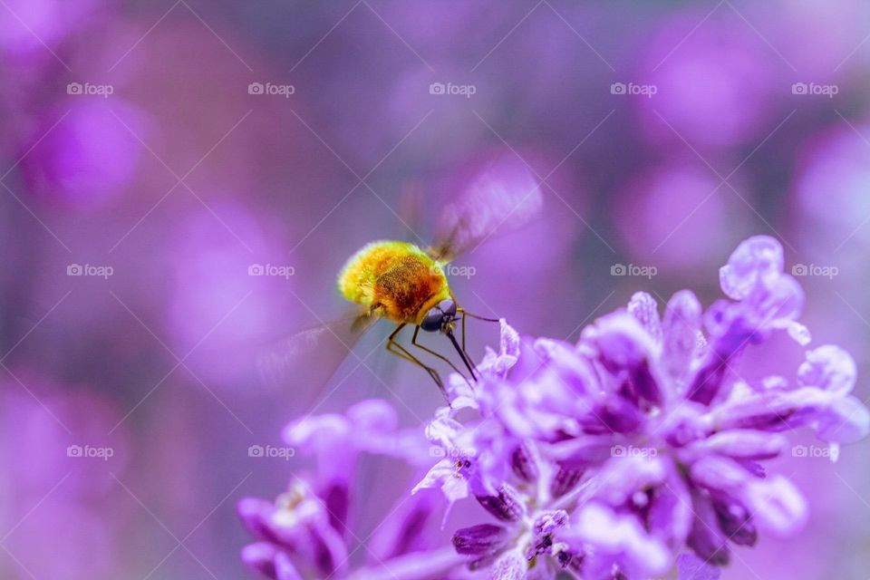 Wasp on a purple flower