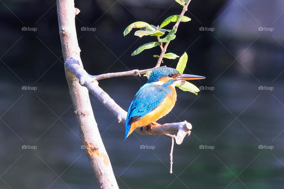 Beautiful and colourful bird