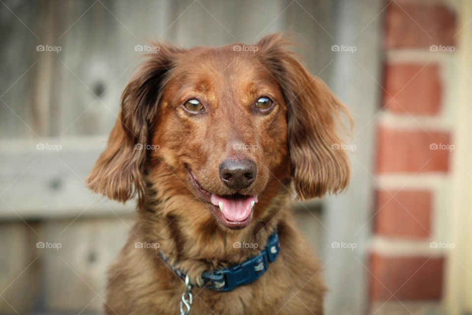 Stanley the happy dachshund