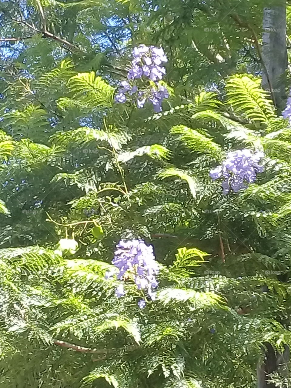 llamativo árbol añoso con flores en racimos de color lila resaltando en un fondo de follaje verde claro