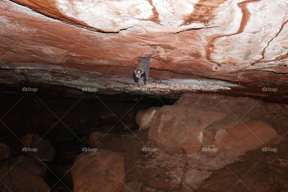 Bats in the cave