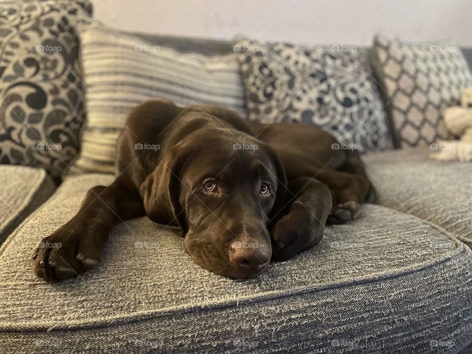 Chocolate Lab