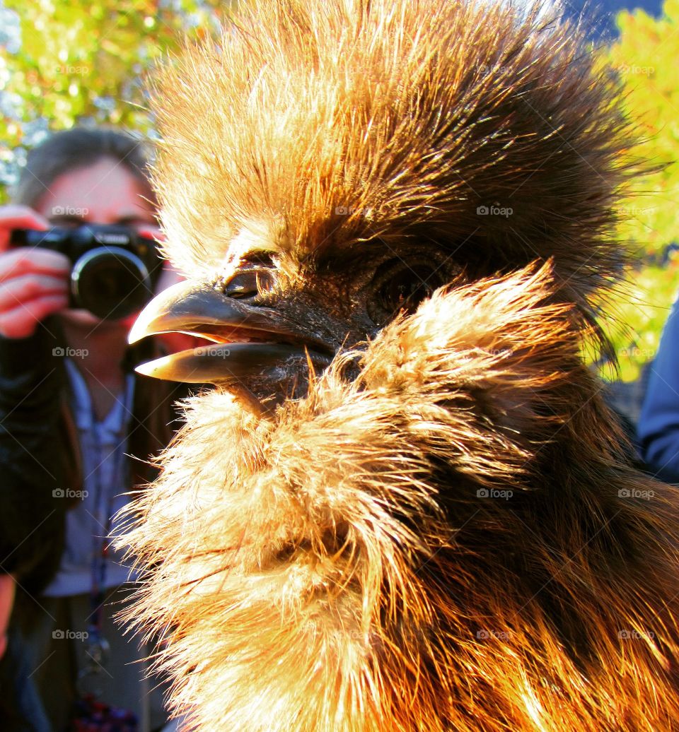 A rather unique chicken poses whilst a photographer takes a picture behind it with a Canon camera